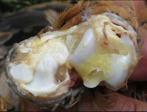 鸡膝关节肿大怎么办,鸡子关节肿大是什么病