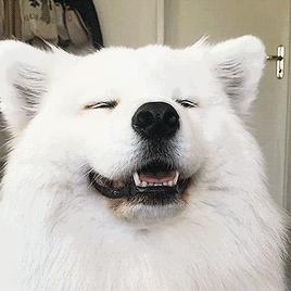 萨摩耶身体长癣,萨摩耶体内有虫什么症状