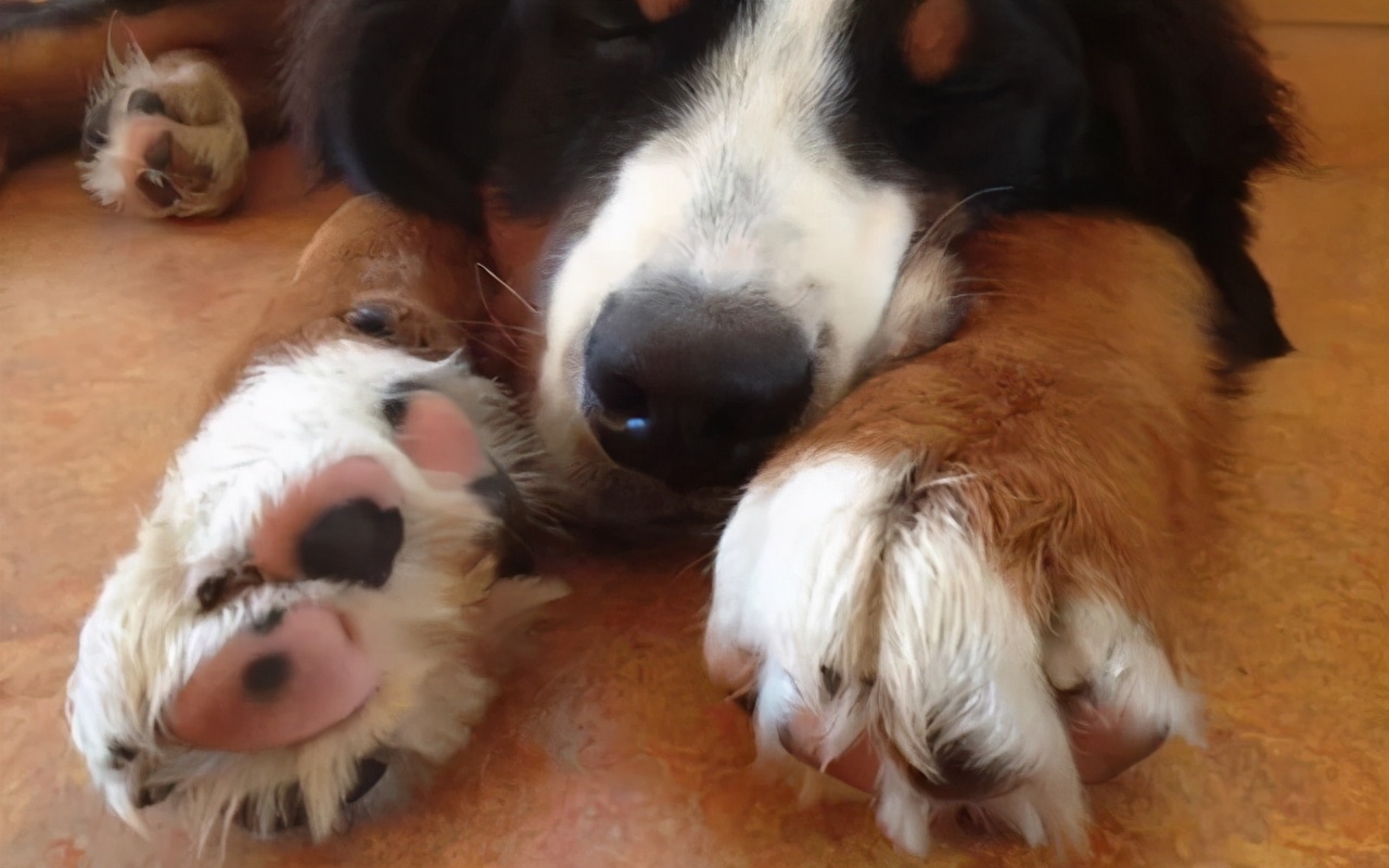 为什么狗狗会得趾间炎,为啥有些狗会得狂犬病