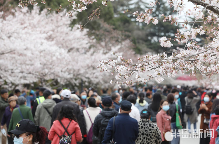 半岛叨叨丨满园尽带“浪漫粉”！樱花节开幕，打造城市IP！看青岛如何撬动美丽经济