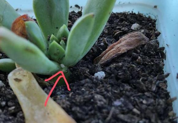 蚧壳虫最喜欢吃什么多肉,蚧壳虫不吃多肉的天敌