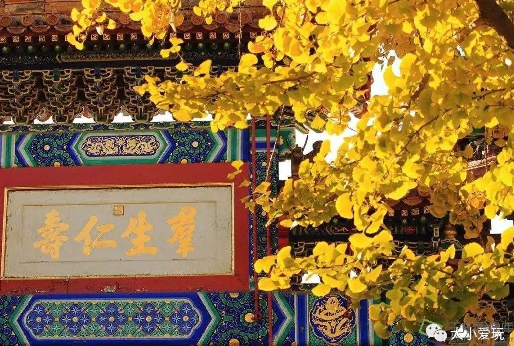 银杏北京打卡地,北京十大银杏观赏地图