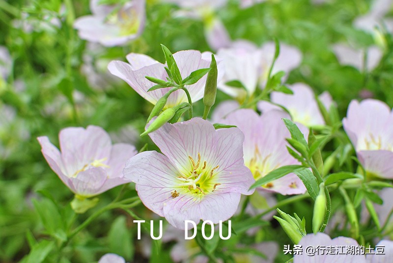 美丽月见草入药,美丽月见草性味归经