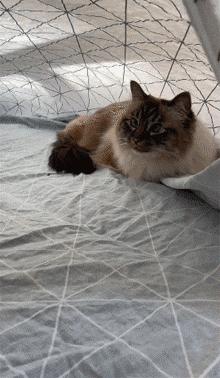 如何让猫咪不怕热,家里没空调猫该怎么办