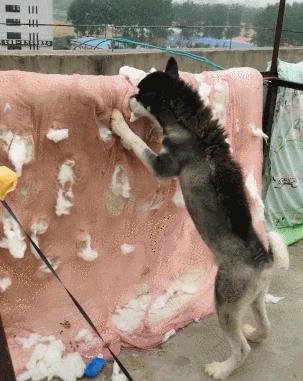 捡了一只流浪狗黑色泰迪,捡到一只流浪雪纳瑞