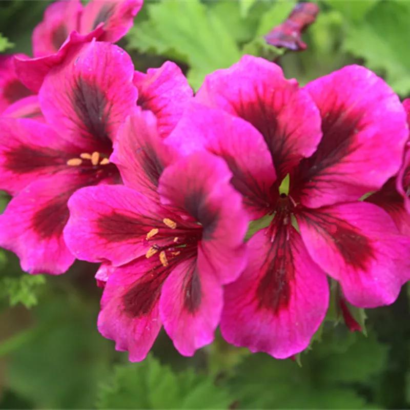 10种天竺葵,天竺葵100种图片大全