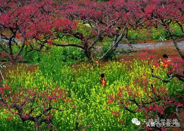 行摄美景东湖樱花园,行摄春天
