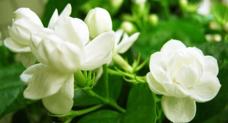 蚊子最讨厌的4种花家里养上一盆,蚊子最怕的四种花是哪四种