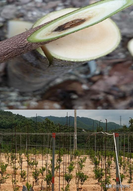 农村好货有哪些,农村好货大全