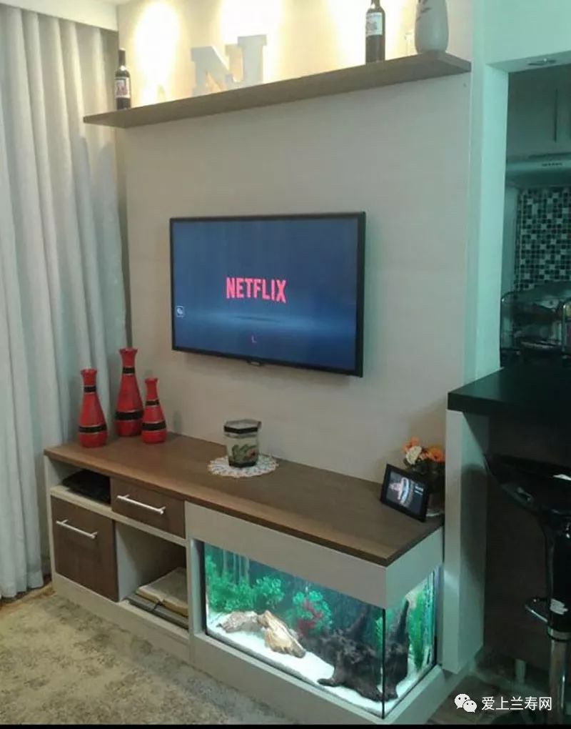 鱼缸五十种鱼,家庭鱼缸养什么鱼更容易存活