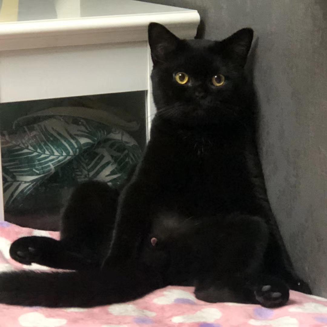 英国短毛猫的5大缺点饲养需谨慎,英国短毛猫怎么养需要注意什么