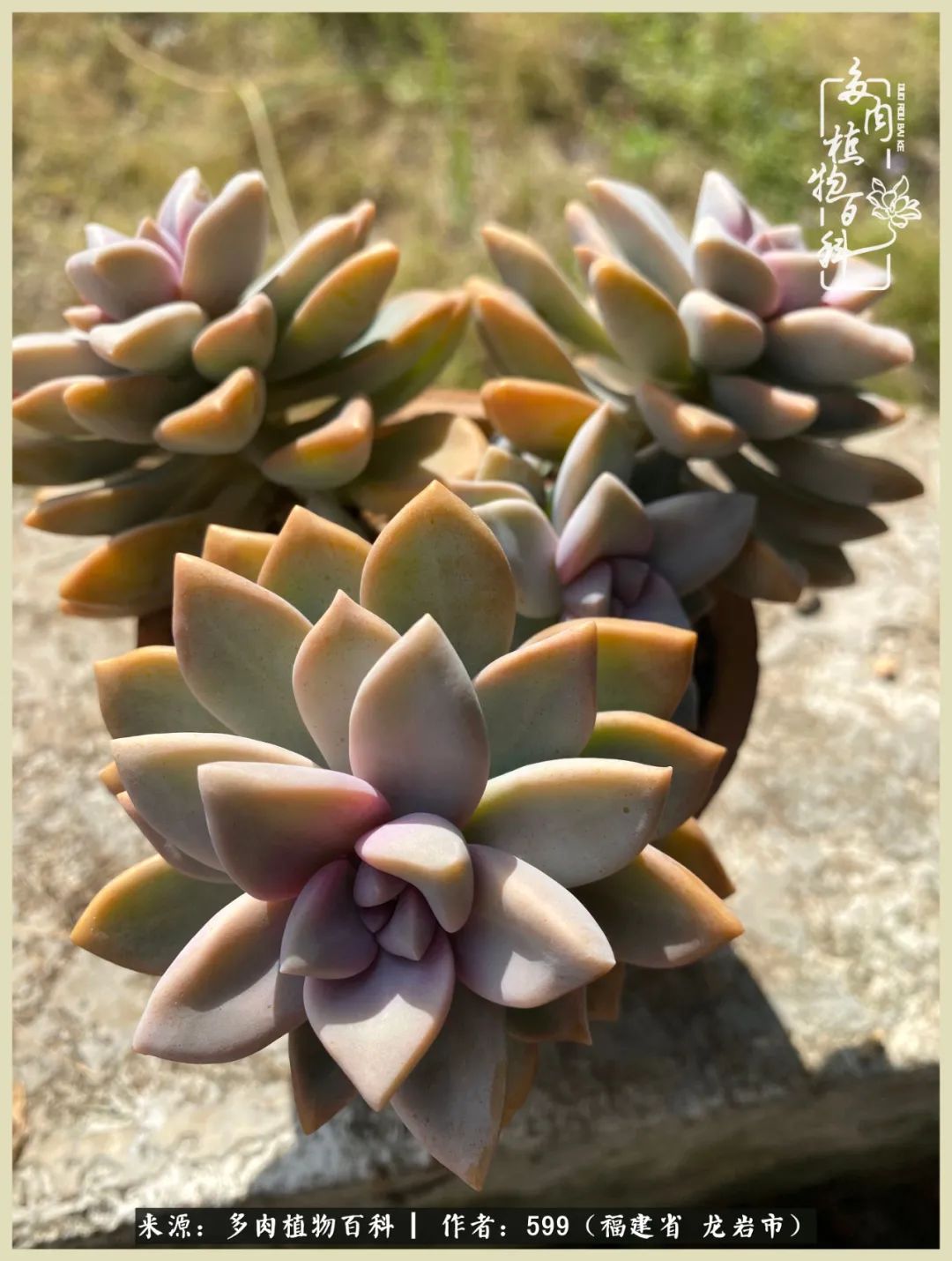 生活需要努力也需要花草,所有的热爱都需要不遗余力图片