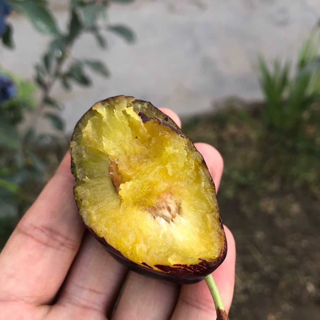 和西梅差不多的水果是什么水果,紫色的跟西梅差不多的水果