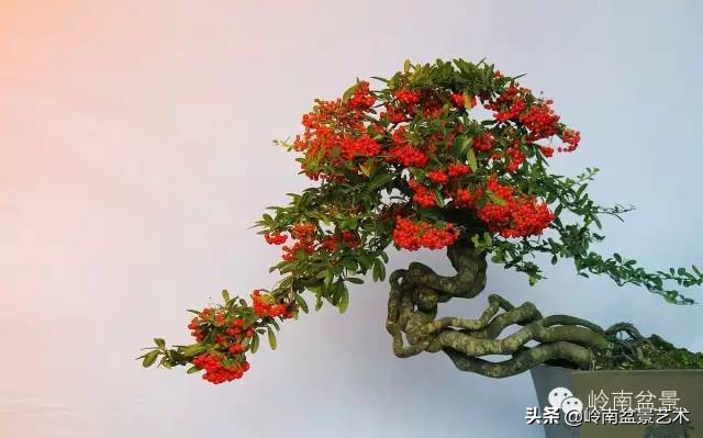 鎮礀缁濆閫㈢敓,鎮礀鐩嗘櫙澶у叏