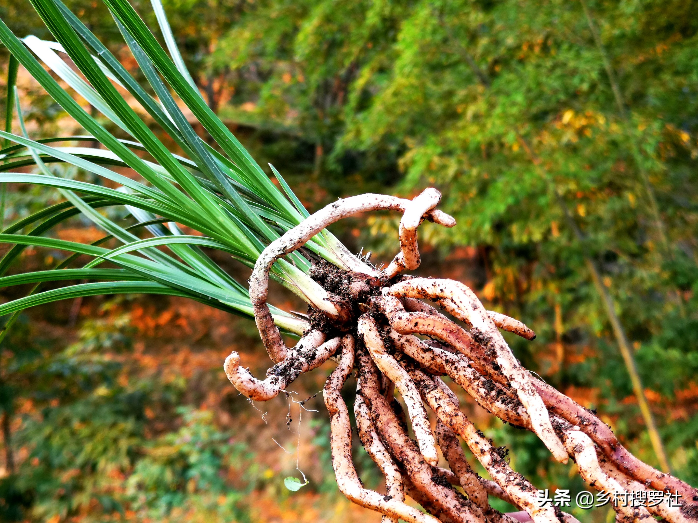 用什么植料兰花容易变异,怎样的兰花植料最好视频