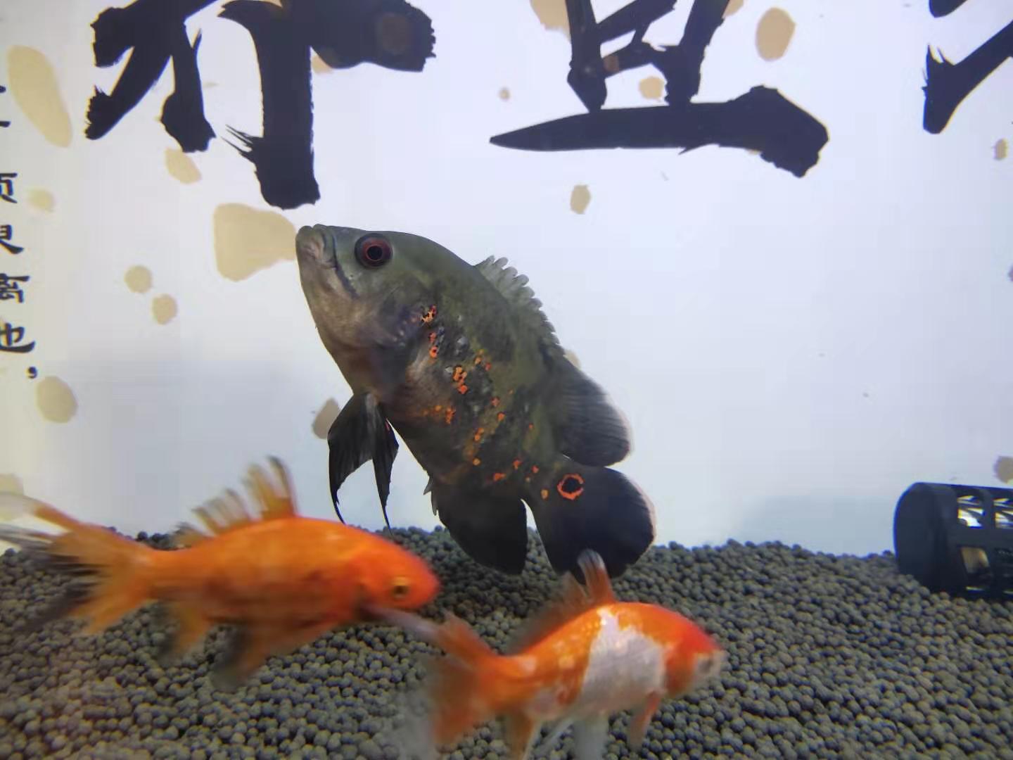 地图鱼会不会撑死,地图鱼为什么那么凶