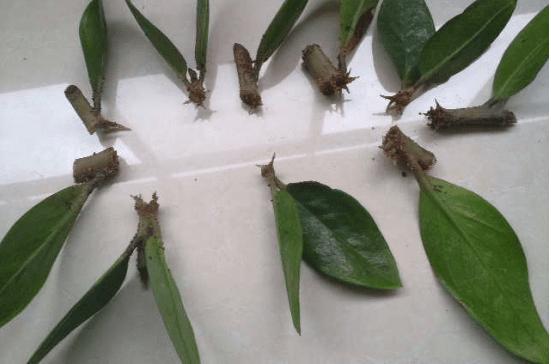 金钱树的扦插时间与方法,金钱树用叶子怎么培植