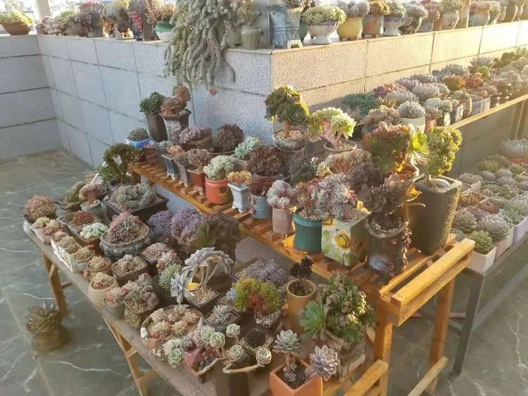 爱机车,爱多肉,宝妈花姐的诗和远方