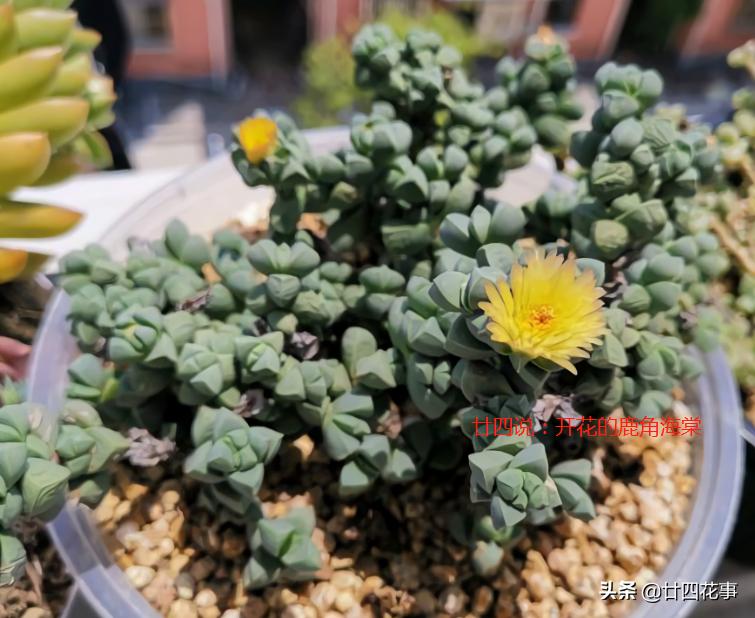 鹿角海棠怎样养爆花视频,大老桩鹿角海棠爆盆最简单方法