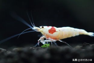 观赏虾品种排行榜前十名,观赏虾哪个品种好养又便宜