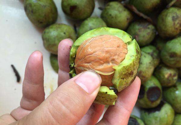 青核桃怎么去皮最快最好方法视频,青核桃如何去皮