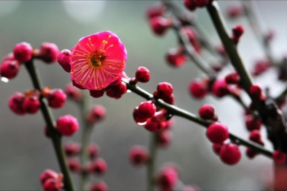 袁明忠|雪压梅枝梅压雪双铺锦地锦铺双(原创回文诗20组)