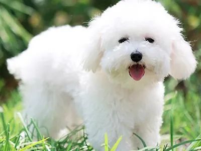 盘点那些老人养的巨型狗,8-10年寿命的狗狗