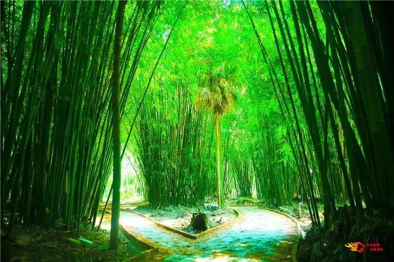 禄丰泡温泉攻略,禄丰恐龙谷温泉旅游攻略