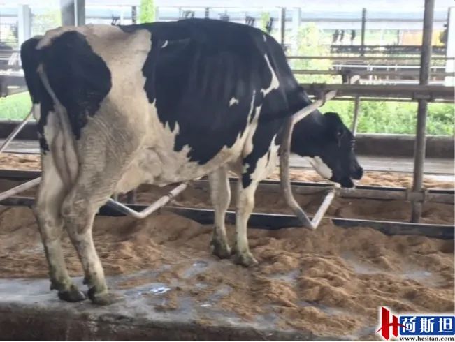 以色列实战经验：热应激管理4大关键点夏季疾病防控