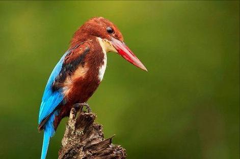 东江揽胜,惠州淡水常见鸟类图谱