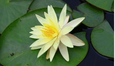 睡莲花开冬天,夏天睡莲开花了