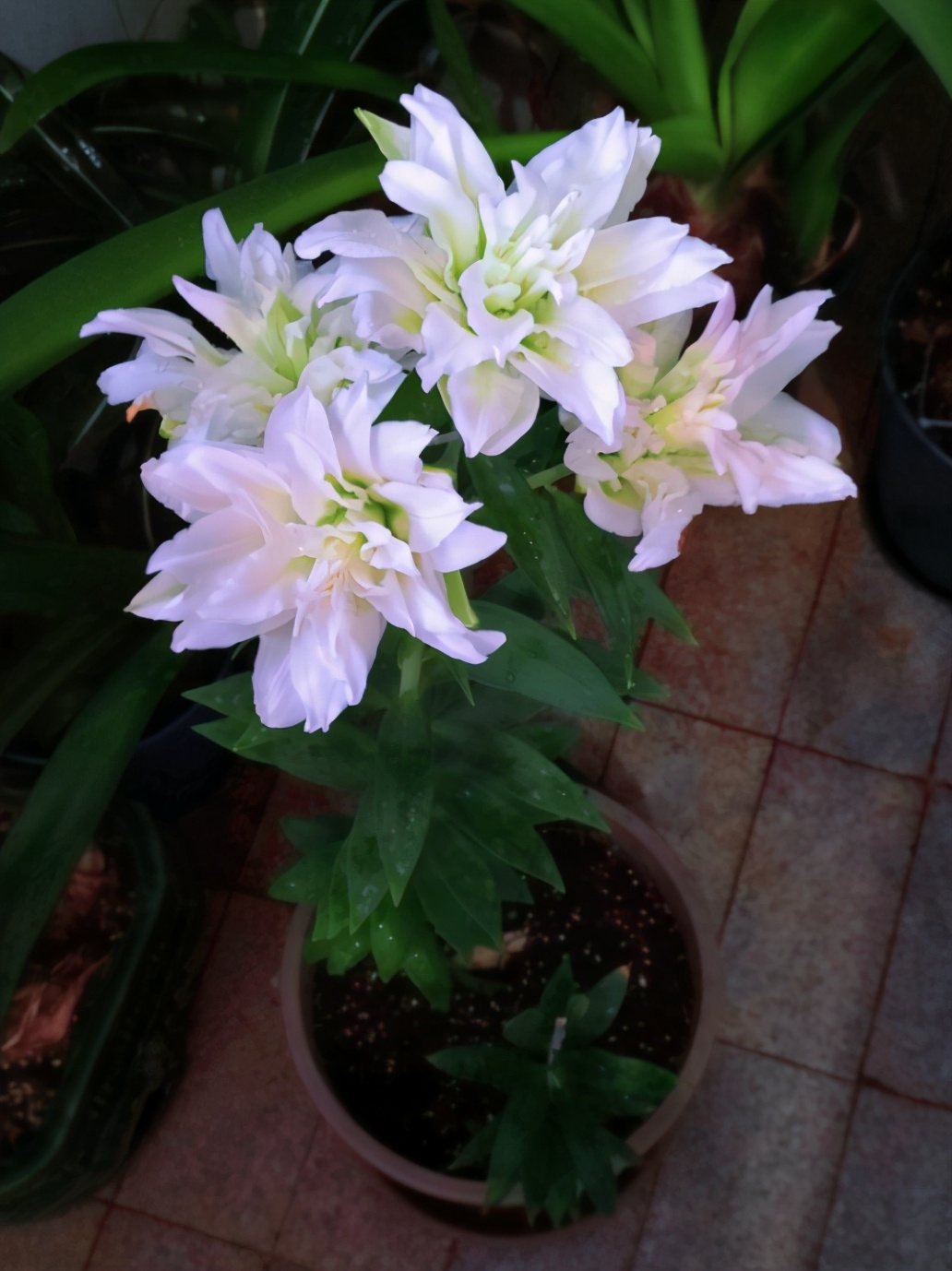 百合花种植的方法和注意事项,种植百合花的知识你知道多少