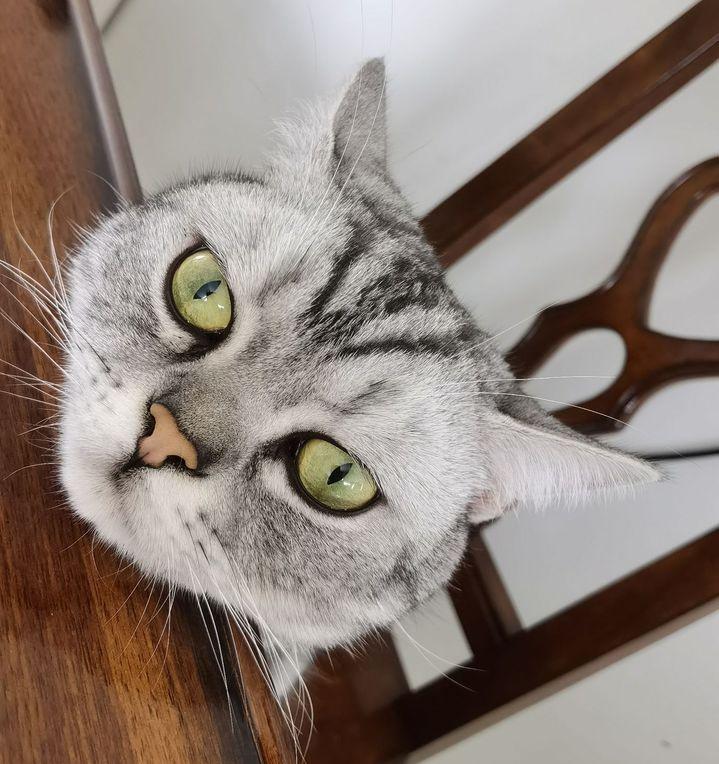 五千块钱买猫,五千块的猫咪