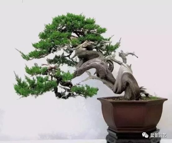 有哪些经典盆景树种,最值得收藏的六种盆景树种是哪些