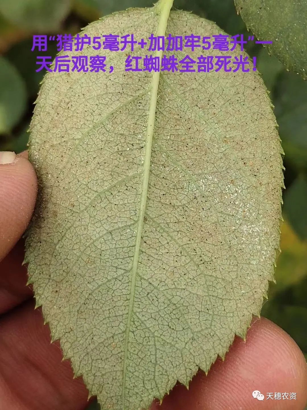 猎护杀虫剂打虫吗,猎护农药