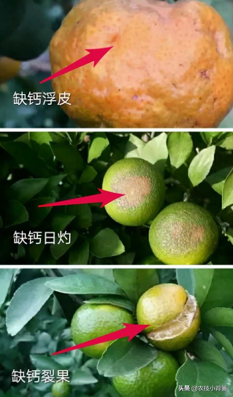 钙肥用了可不少，为啥作物补钙效果差？果实为啥还会裂口和烂果？