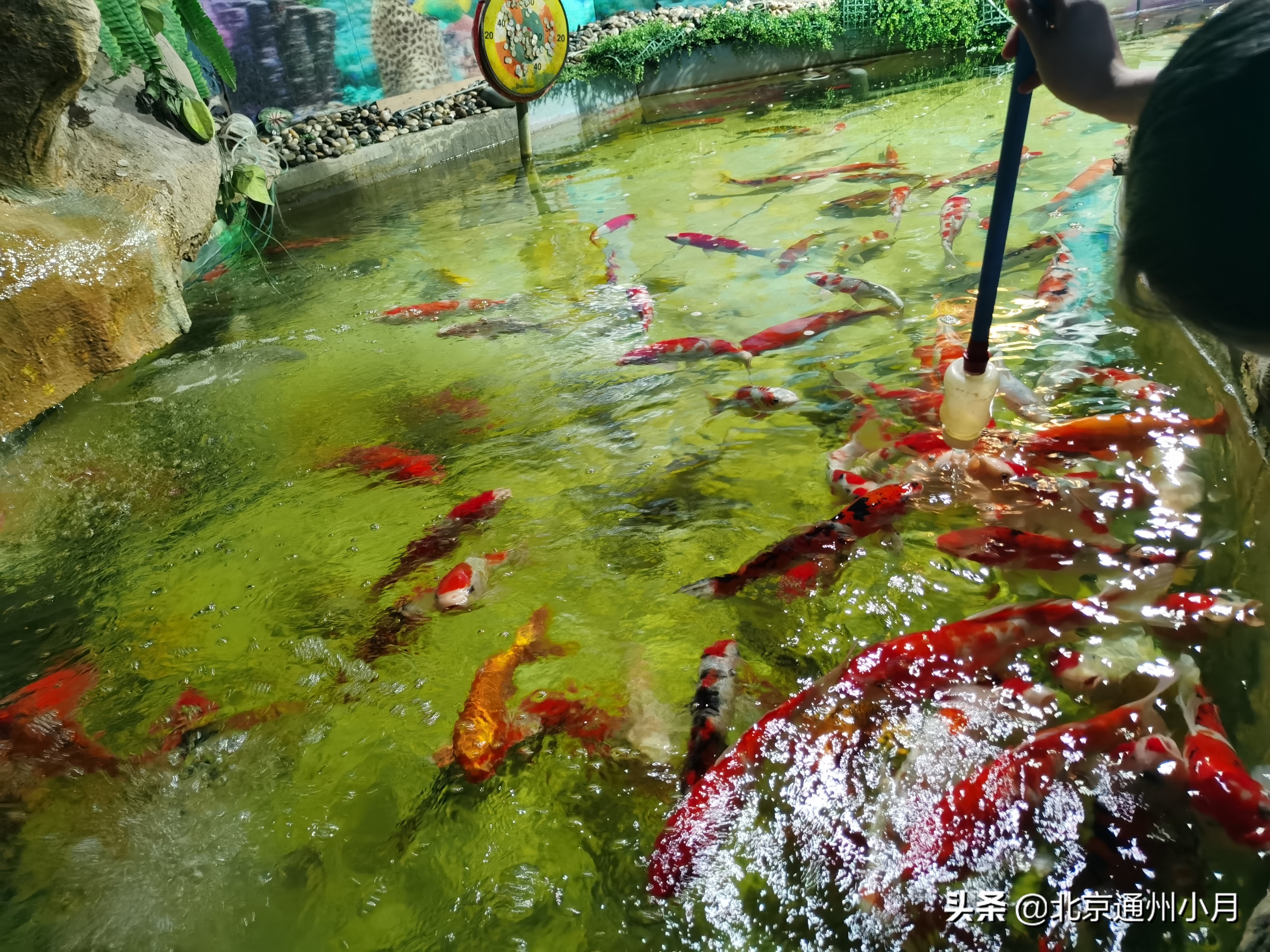 值得去看的海底世界,北京市海底世界门票多少钱