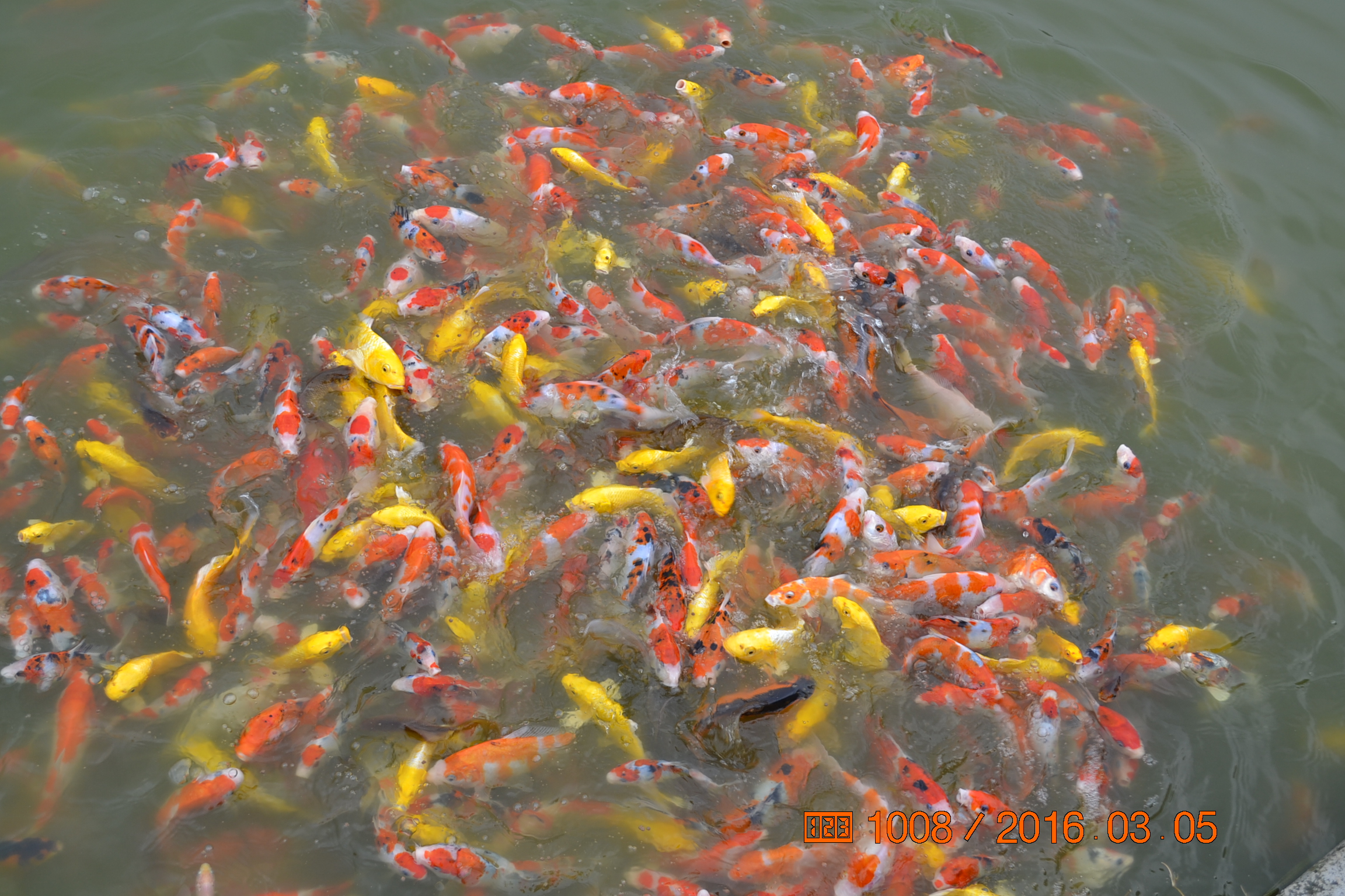 锦鲤苗成长,日本锦鲤水花苗成长