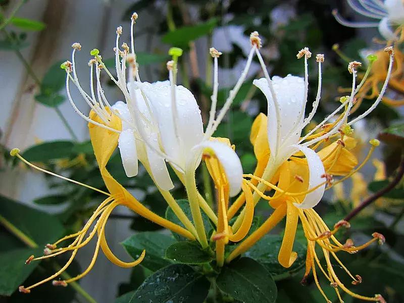 好书推荐快来领取你的宝藏书单,100种百花图谱大全