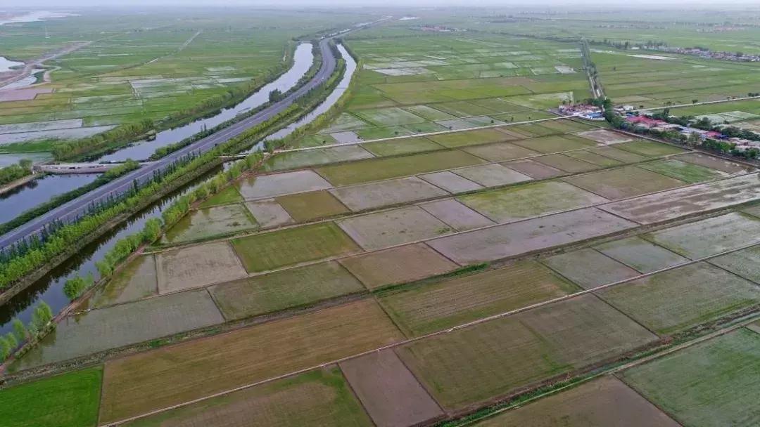 宁夏硒砂瓜从开花到成熟要多少天,中卫硒砂瓜和宁夏硒砂瓜的区别