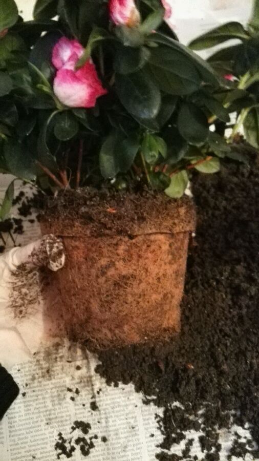 养杜鹃花的技巧,杜鹃花10种品种