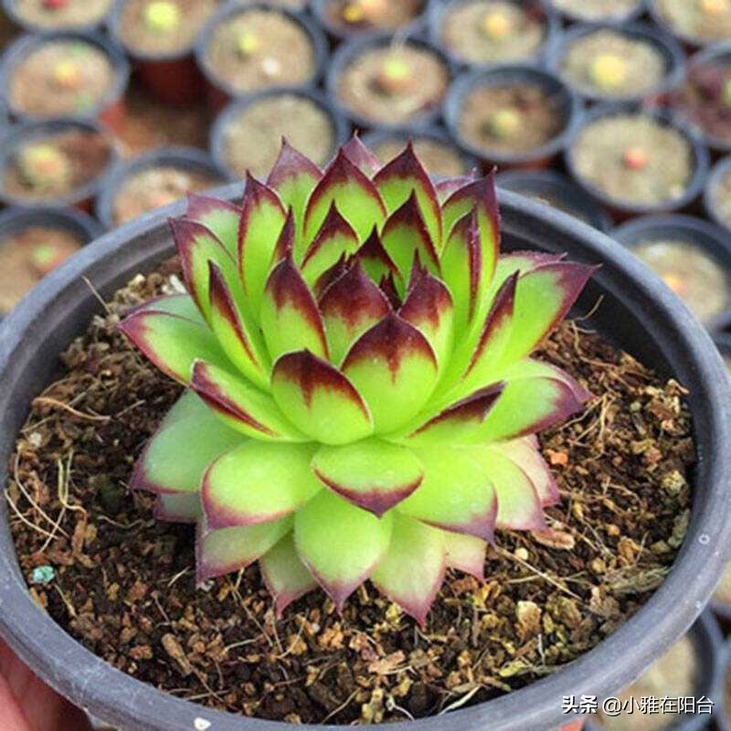 观音莲长侧芽怎么养殖,观音莲怎么养叶层才能变多