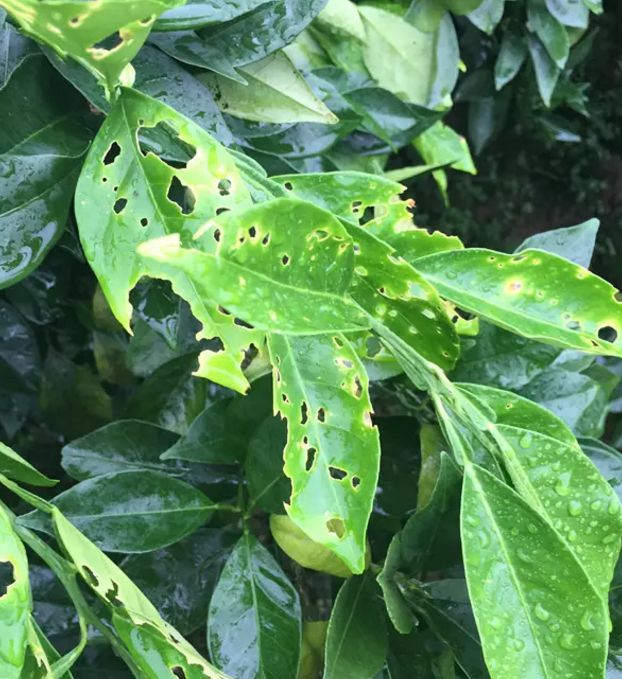 苹果园蜗牛防治有妙招,果树蜗牛病害防治