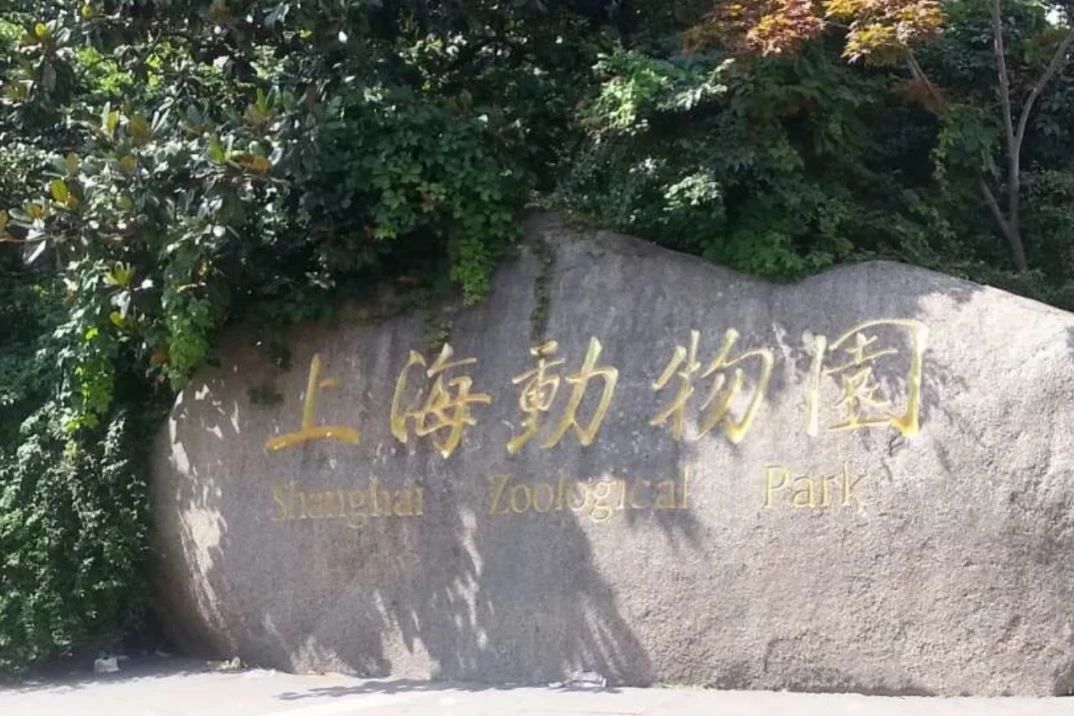 上海的热搜,最近热搜的上海