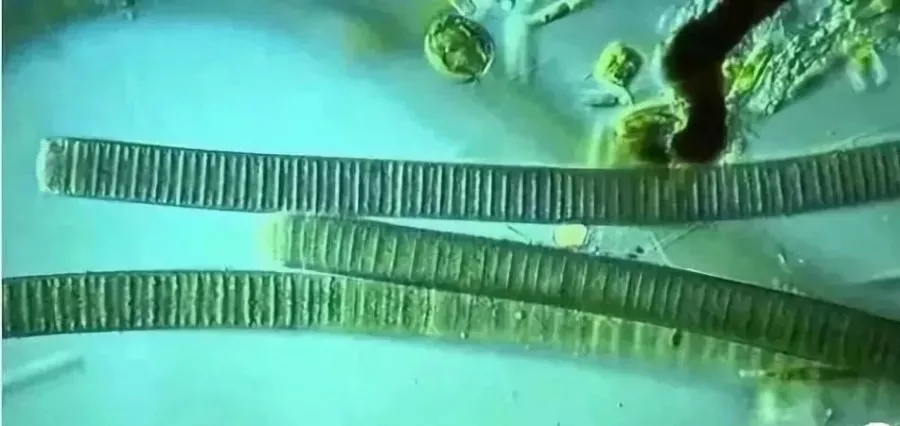 正常的水藻是什么样子的,哪种水藻最好用