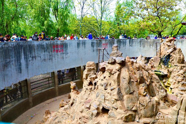 看洛阳牡丹花卉节,洛阳古都牡丹花展