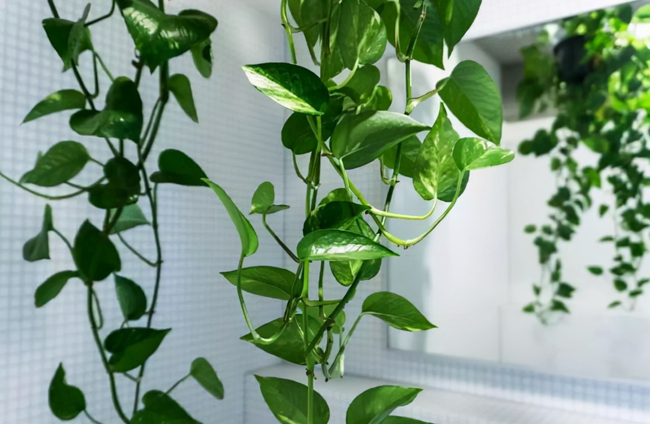 吸甲醛的绿植好养排名,吸甲醛的绿植哪些最好养活