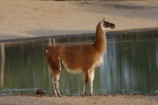 驼羊和羊驼我们不一样,驼羊和羊驼的区别视频