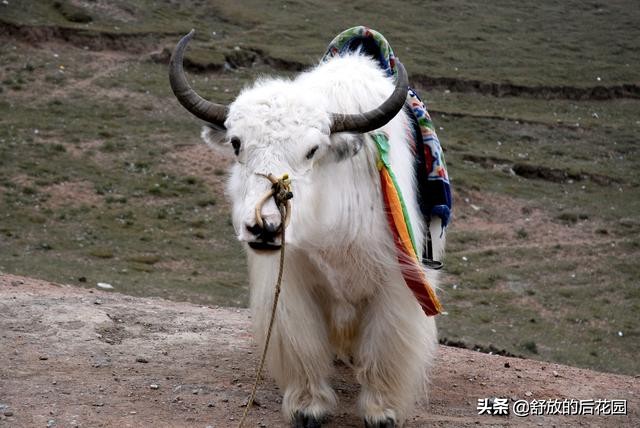 青藏高原野牦牛特点,白牦牛生活在哪里
