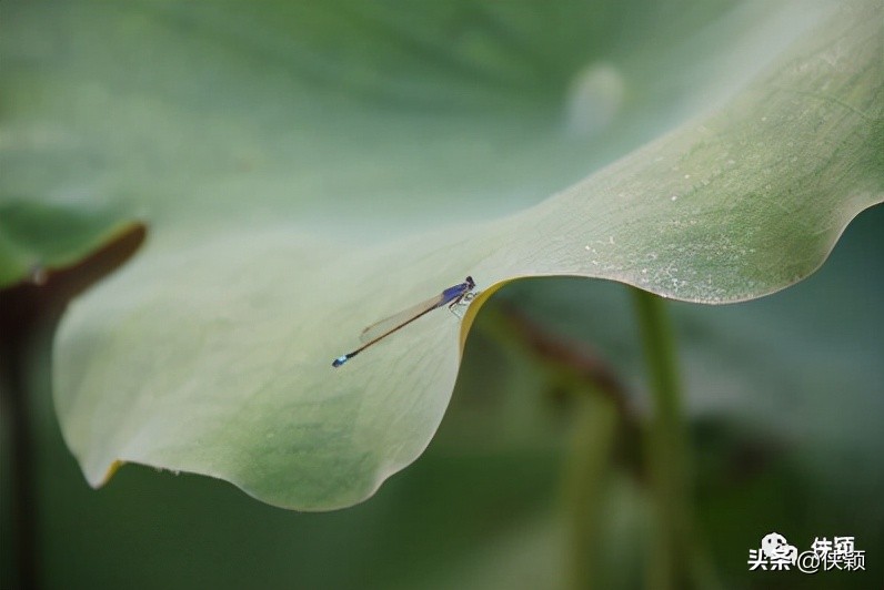 工作分析的概念和术语